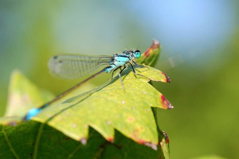 Coenagrion puella.jpg